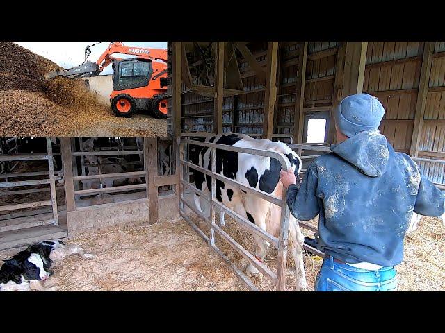 Real Life Day of a Dairyman