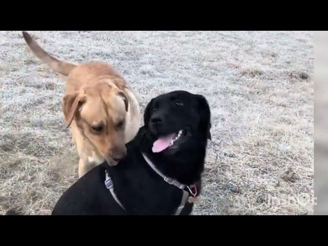 This dog is obsessed with Friend | Dog's meetup | Dog's life #dog #doglover #obsessed #dogshorts