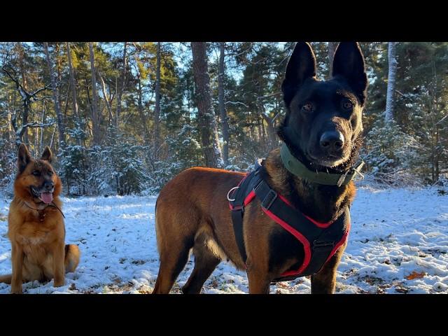 Walking through the winter forest with dogs 4K video