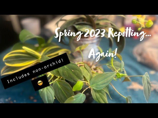 Spring 2023 Plant Chores?… More repotting!