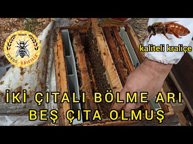 Otuz günlük bölme arılar kraliçe arıyı seçti.