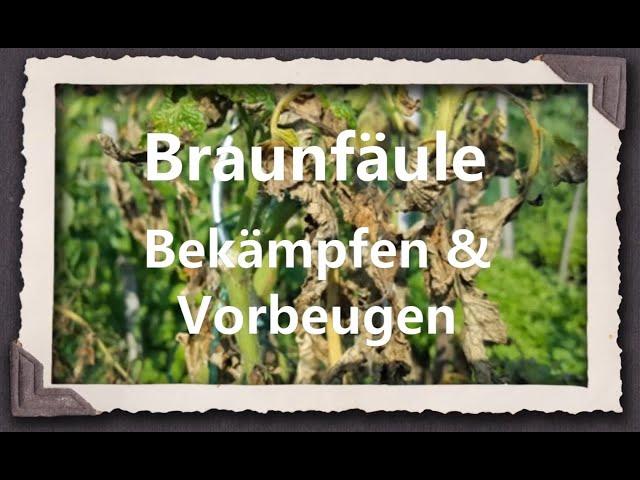 Braunfäule Behandeln & Vorbeugen