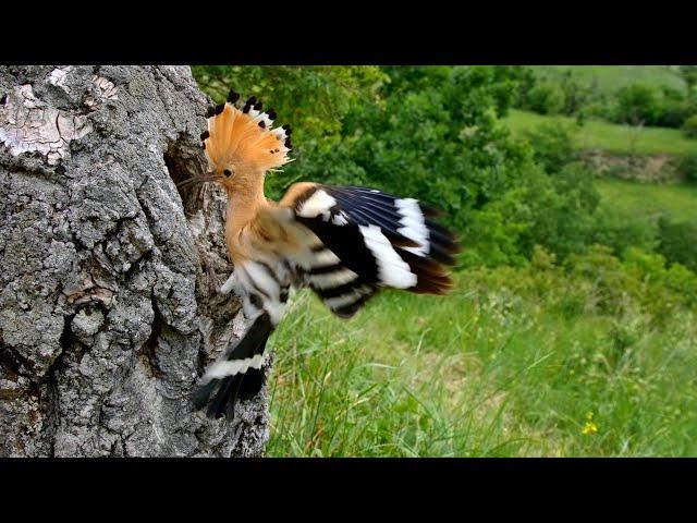 Nesting birds – Eurasian hoopoe (Upupa epops)