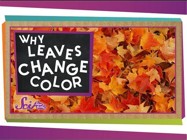 Why Do Leaves Change Colors in the Fall? | Biology for Kids | SciShow Kids