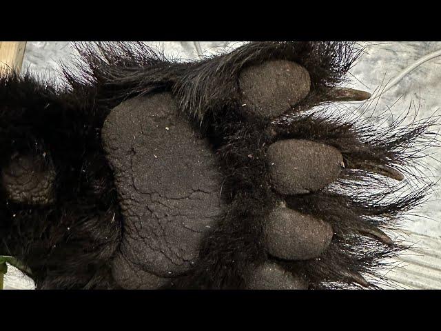 BLACK BEAR HUNTING IN MAINE! - Eastern Ridge Adventures