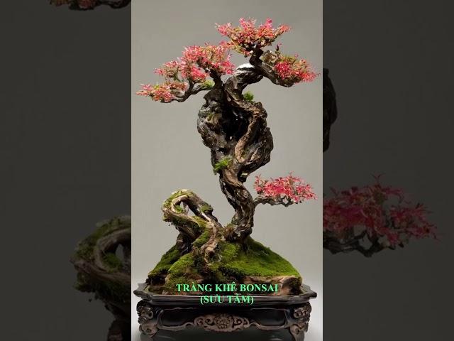 Tường Vi Bonsai Ký Đá Đẳng Cấp - Tác Phẩm Nghệ Thuật Độc Đáo. 670. #shorts #trending #bonsaitree