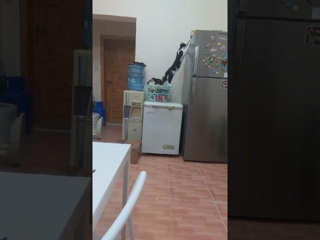 Curious Oreo Investigates The Fridge  #cat #pets #catshorts #catvideos #kitten #cuteanimal