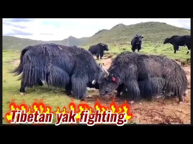 Tibetan yak fighting.