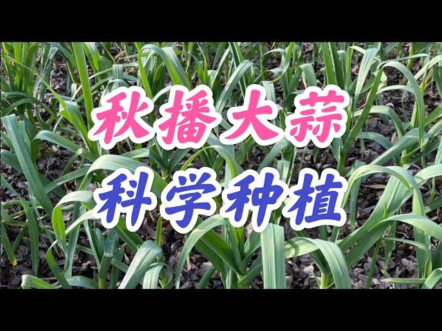 大蒜科学种植 #草木灰预防蒜蛆 #大蒜种植起垄