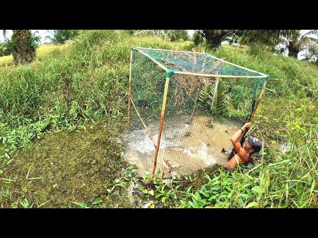 Satu jebakan dapatnya puluhan ekor ikan kerandang