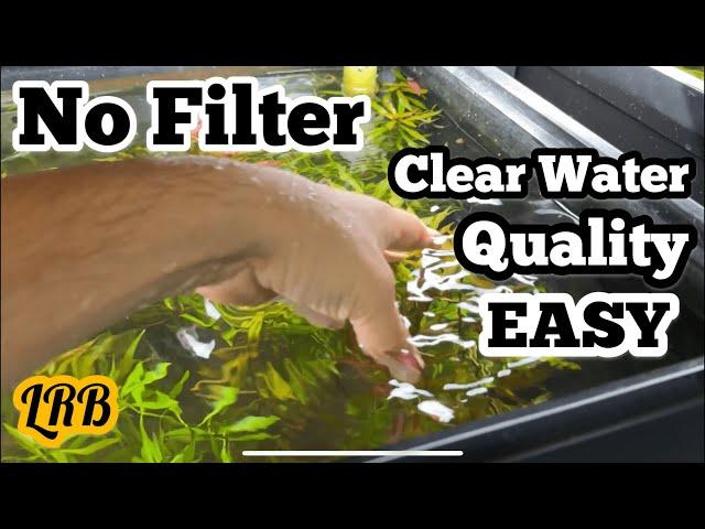 How To | No Filter Aquarium Replant and Dealing with Excess Mulm Detritus