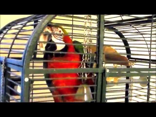 Thermo-Perch Review Heated Parrot Perches