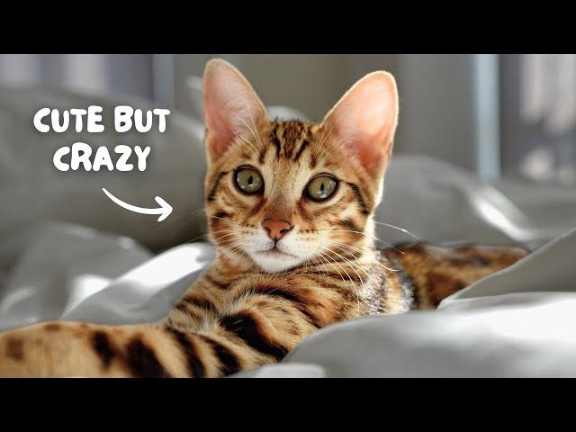 Watch this BEFORE you get a BENGAL CAT | Bengal 101