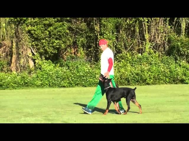 Dog Training -  Competitive Focused Heeling with Ivan Balabanov