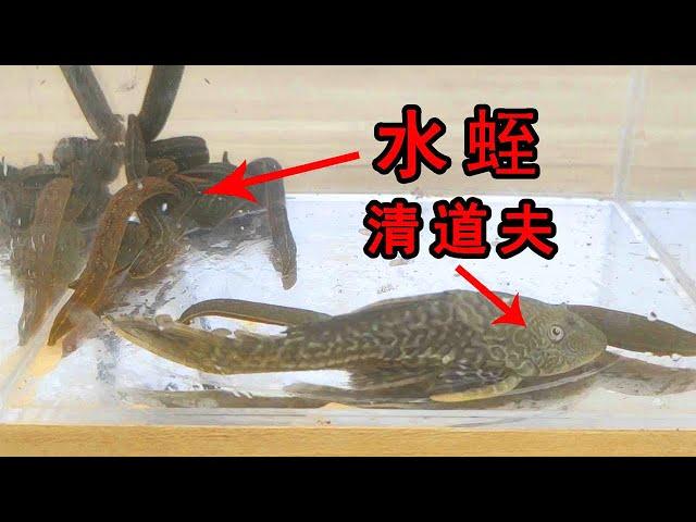 Are there really no natural enemies? Alien Invasion Fish Scavenger VS Leech!