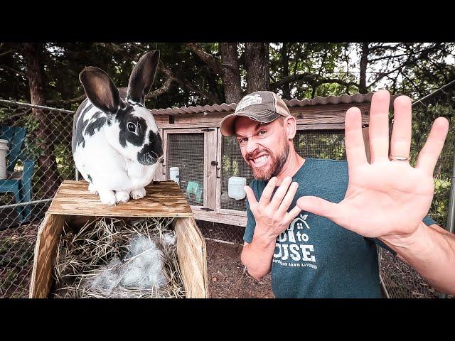 5 Mistakes to Avoid When Raising Rabbits