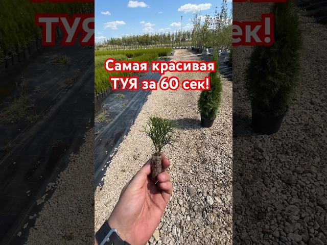 Как вырастить ТУЮ (самую красивую)