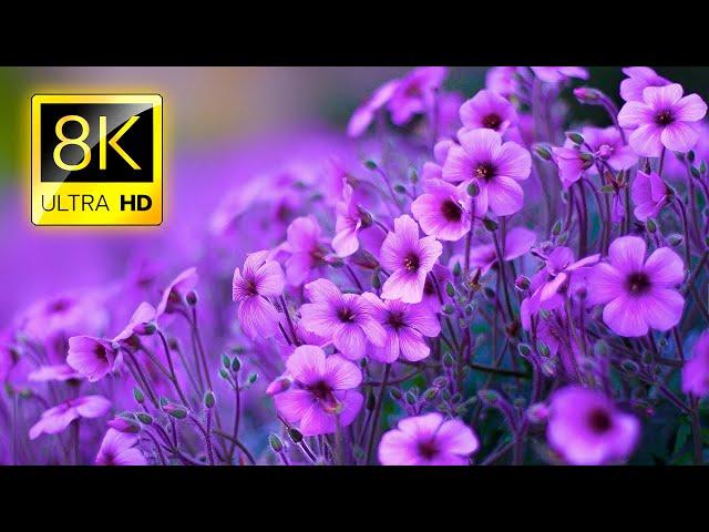 The Most Beautiful Flowers Collection 8K ULTRA HD / 8K TV