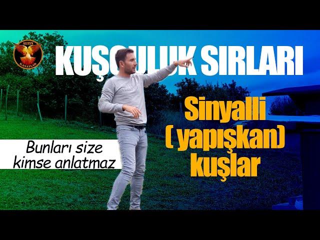 KUŞÇULUK SIRLARI / ALTIN KANATLAR