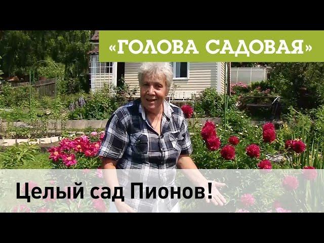 Голова садовая - Поговорим о Пионах