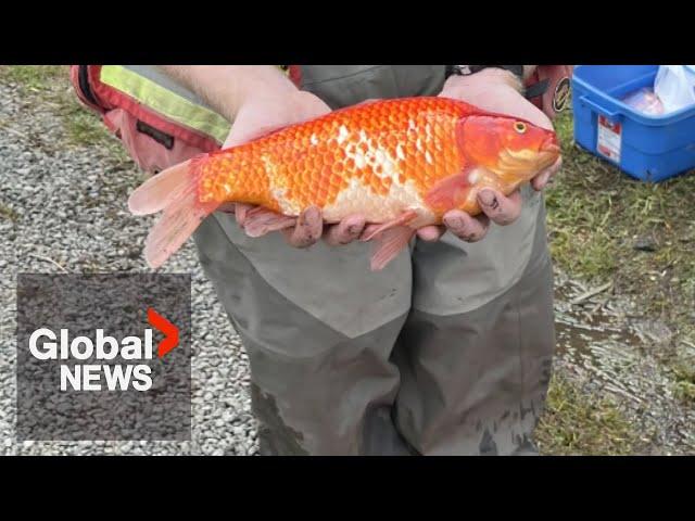 1,700 invasive goldfish culled from BC community pond