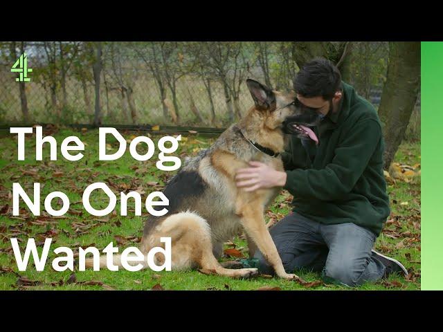 Can unwanted German shepherd end 7 month wait | The Dog House  | Brooke the German Shepherd