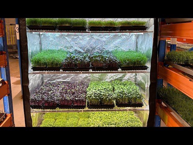 How Does 5 Years Growing Microgreens Feel Like?