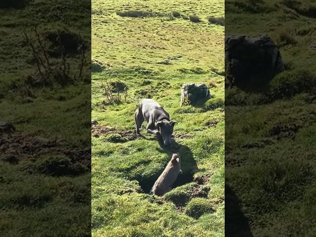 Ferreting - a quick catch by Harley