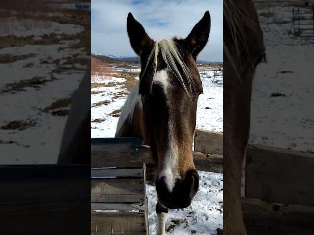 Atta-Kisses take 4#horses #dogs #colorado #pets #shorts #nature