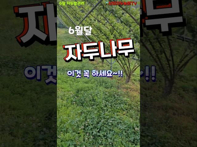 6월 자두나무 관리 - 장마전이 중요해요 #자두 #자두나무 #장마