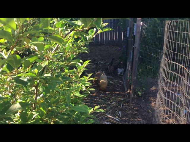 Permaculture Orchard Tour Part 1: The Poultry Run