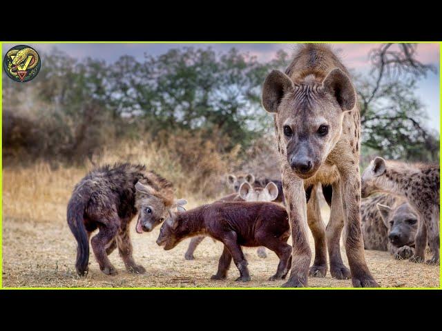 Spotted Hyenas: Nature’s Most Ruthless Scavengers in Action | Animal Fighting