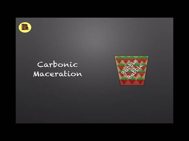 Winecast: Carbonic Maceration