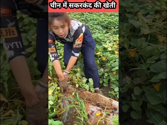 Sweet Potato Farming in China चीन में सकरकंदी की खेती कैसे होती है #farming sweet Potato #shorts