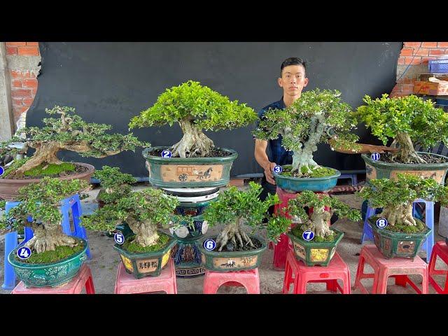 Cây bonsai đẹp #0975282803 Hoàng Tấn 19/3 chào bán Mai Chiếu Thủy, Linh Sam, Nguyệt Quế