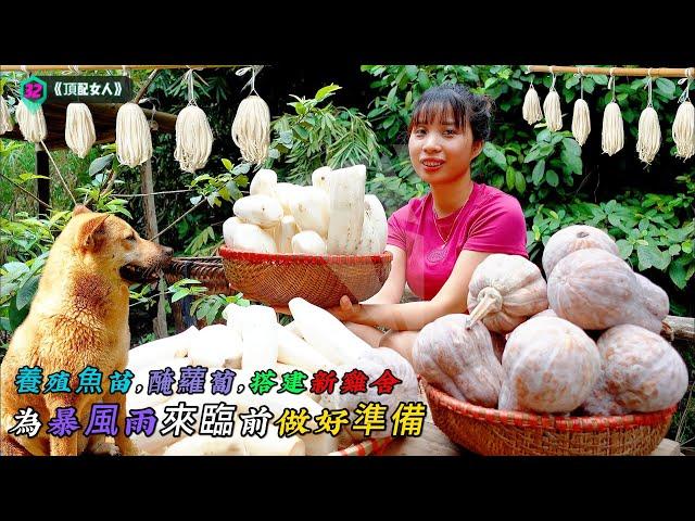 養殖魚苗，醃蘿蔔，搭建新雞舍，為暴風雨來臨前做好準備《頂配女人》32