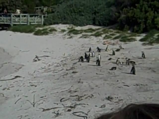 Penguins 1