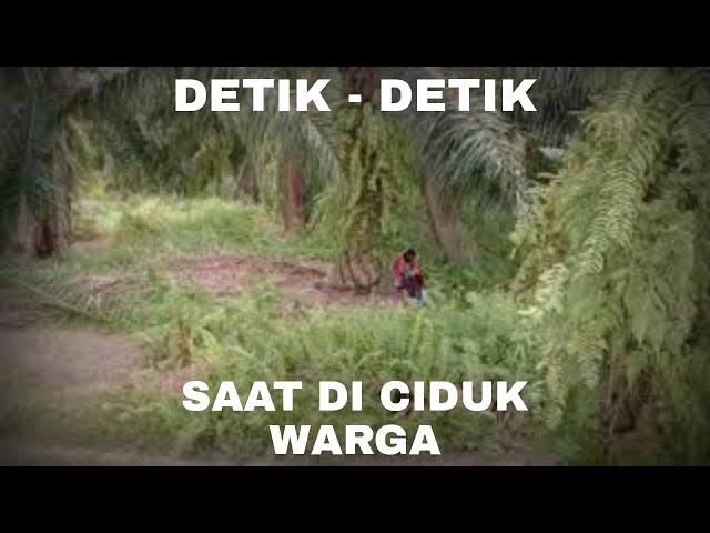 SAAT DETIK2 PASANGAN TERCIDUK WIKWIK DI KEBUN SAWIT