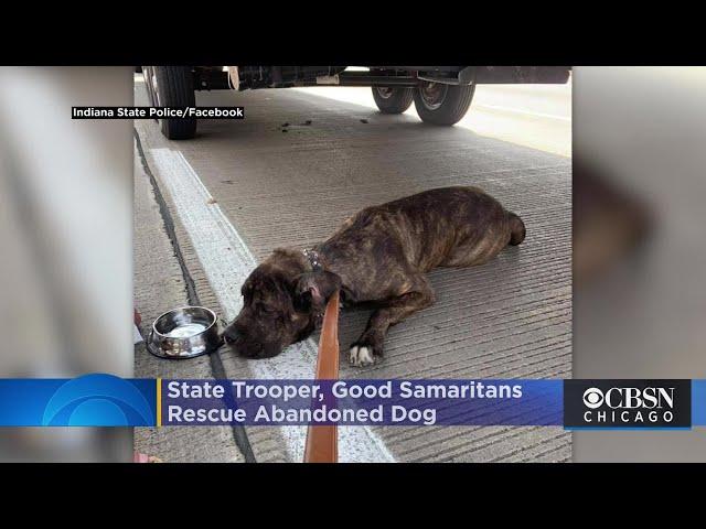 Indiana State Trooper, Good Samaritans Rescue Abandoned Dog On Interstate 65