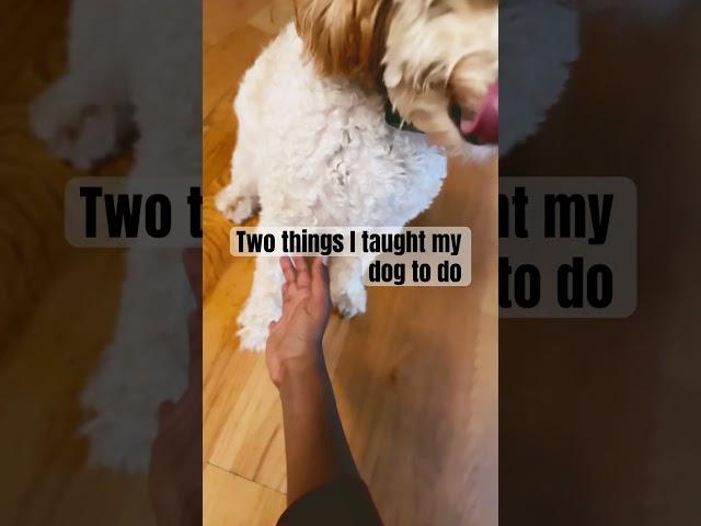 two things I taught my dog to do, please subscribe