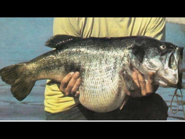 Big Bass Are Disappearing From America’s Lakes…And Here’s Why…