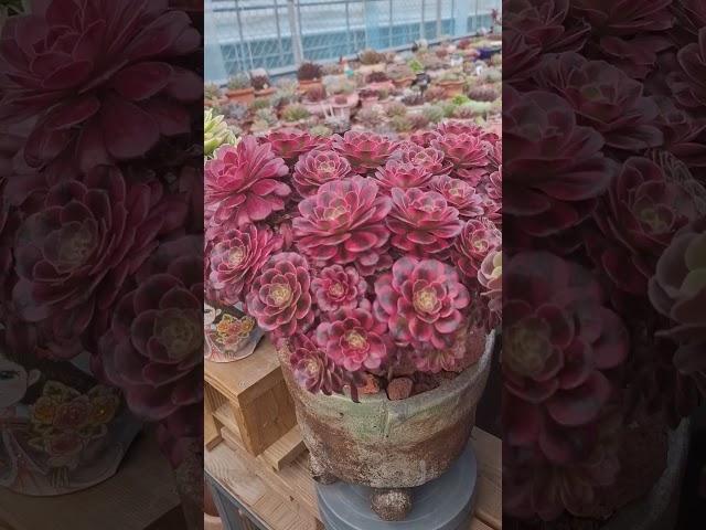 #에오니움#비너스#진짜에요~~~~^^#테라팟다육