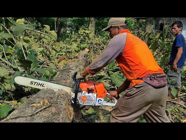 Chainsaw STIHL MS 881 First Cut - Cut the Teak Tree