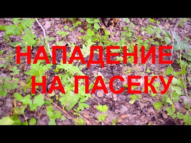 Нападение на пасеку. Пасека Сергея Буторина. 4 июля 2020г. 25 выпуск