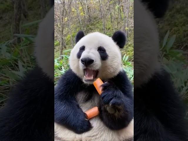 cute panda
