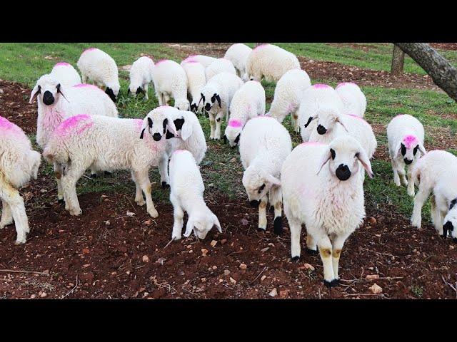 MEETING OF LAMB WITH THEIR MOTHERS (Sheep, Sheep Voice, Lamb Voice, Sheep, Lamb)