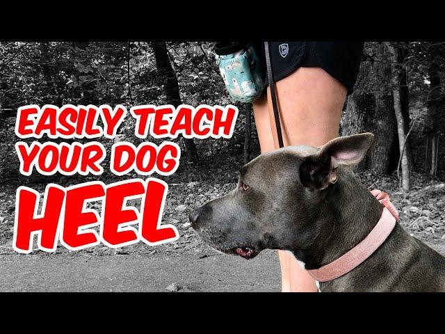 How To Easily Teach Your Dog Heel (No e-Collar)