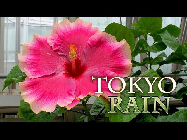 Flowers of Late summer in TOKTO. Summer has come to an end and autumn is already upon us.#4K