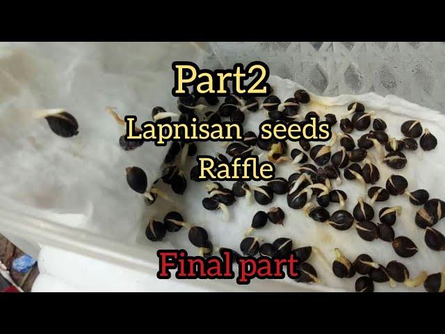 #lapnisan#agarwood#Philippines Part2 Lapnisan germinated seeds raffle