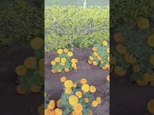 beautiful flowers #youtube #trending #viral #soumya